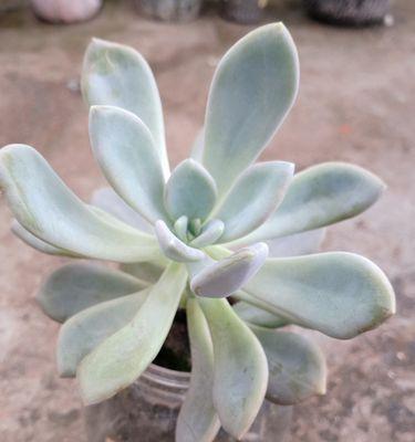 冬美人徒长怎么办？如何有效控制植物生长？