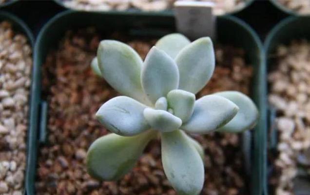 冬美人徒长怎么办？如何有效控制植物生长？