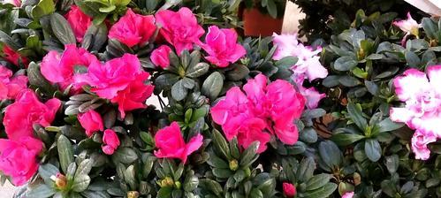 杜鹃花的象征意义是什么？如何理解杜鹃花的花语？
