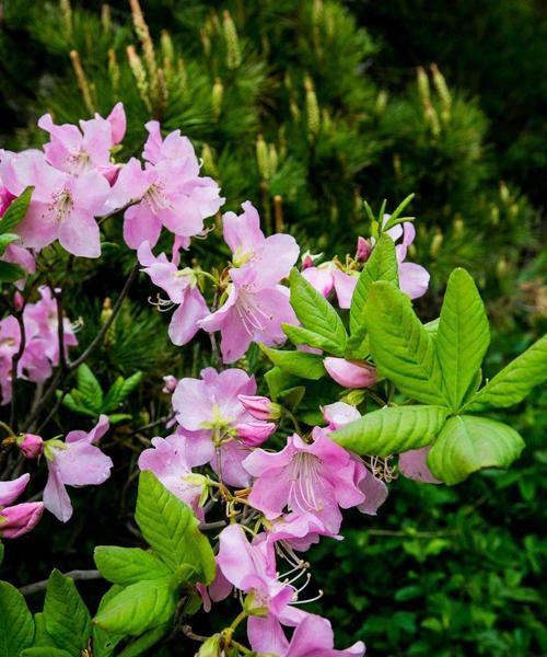 杜鹃花的象征意义是什么？如何理解杜鹃花的花语？