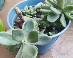 冬美人繁殖方法有哪些？繁殖过程中应注意什么问题？