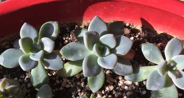 冬美人繁殖方法有哪些？繁殖过程中应注意什么问题？