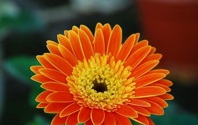 非洲菊的花语是什么？如何正确解读非洲菊的含义？
