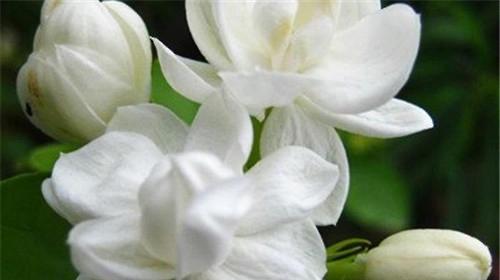 非洲茉莉花语是什么？它的寓意有哪些常见问题解答？