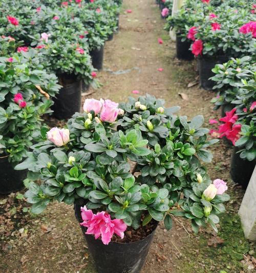 分枝点高度是什么意思？在植物学中起什么作用？