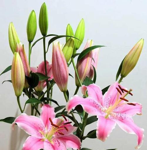 粉百合的花语是什么？如何表达爱意和祝福？