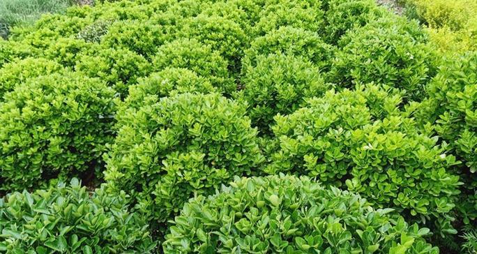 冬青花期是什么时候？如何正确识别冬青的开花时间？