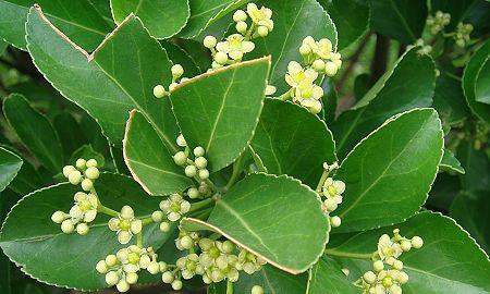 冬青开花预示着什么意思？冬青花语有哪些含义？