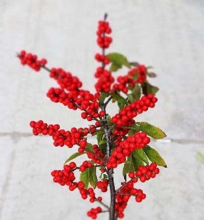冬青开花预示着什么意思？冬青花语有哪些含义？