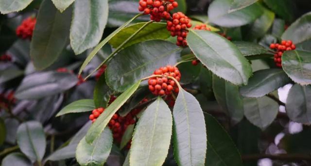 冬青科植物有哪些种类？它们的特性是什么？