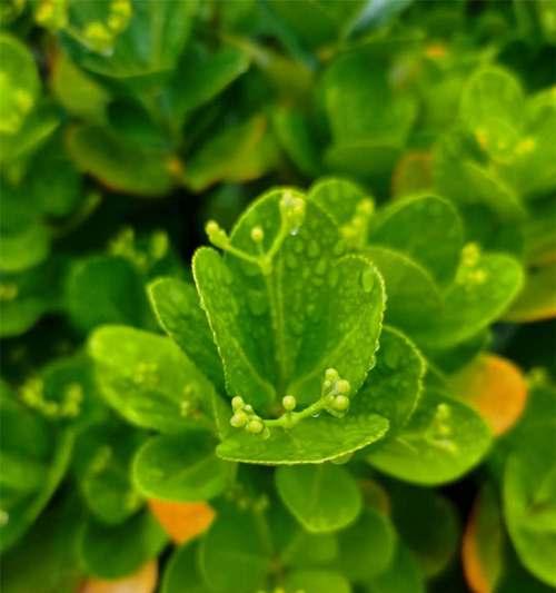 冬青科植物有哪些种类？它们的特性是什么？