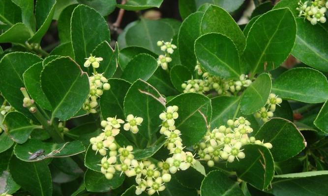 冬青科植物有哪些种类？它们的特性是什么？