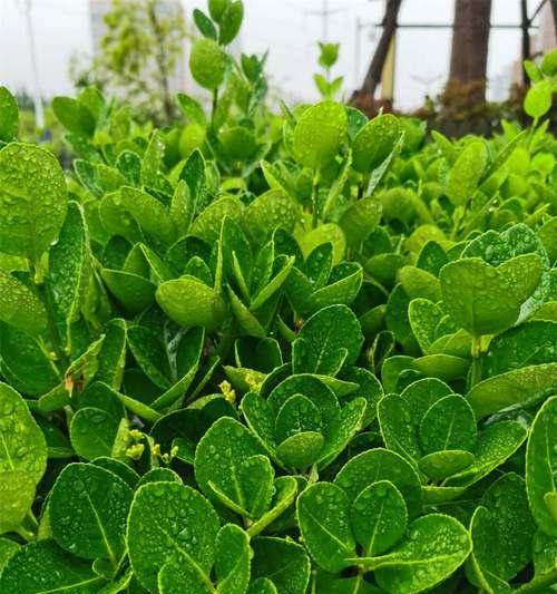 冬青是草本植物吗？冬青的植物分类和特性是什么？