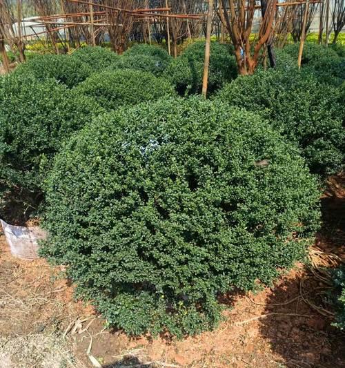 冬青是草本植物吗？冬青的植物分类和特性是什么？