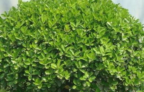 冬青是草本植物吗？冬青的植物分类和特性是什么？