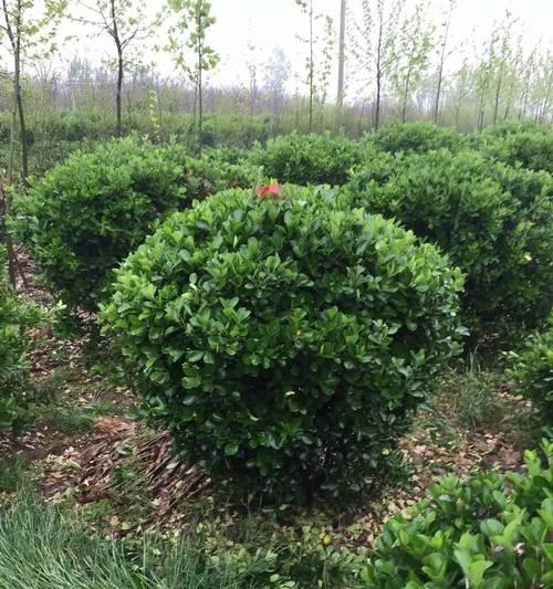 冬青属于多年生植物吗？它的生长周期有多长？