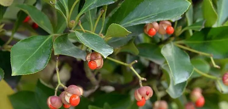冬青属于多年生植物吗？它的生长周期有多长？