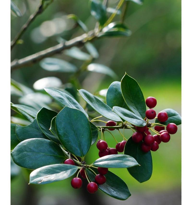 冬青属于乔木还是灌木植物？如何区分？