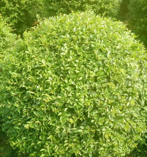 冬青属于乔木还是灌木植物？如何区分？