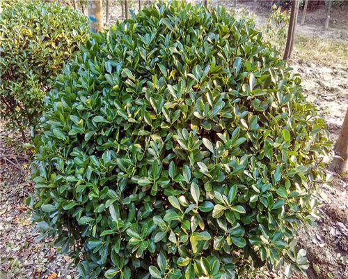 冬青是什么植物？冬青的特性与用途有哪些？