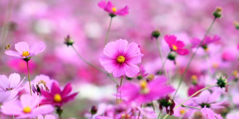 格桑花的花语是什么？如何理解格桑花的象征意义？