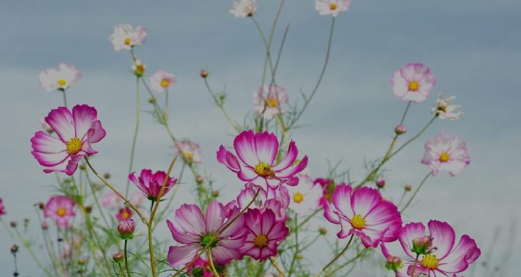 格桑花的花语是什么？如何理解格桑花的象征意义？