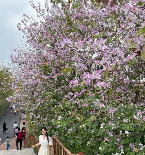 宫粉紫荆花语是什么？如何理解这种美丽花朵的含义？