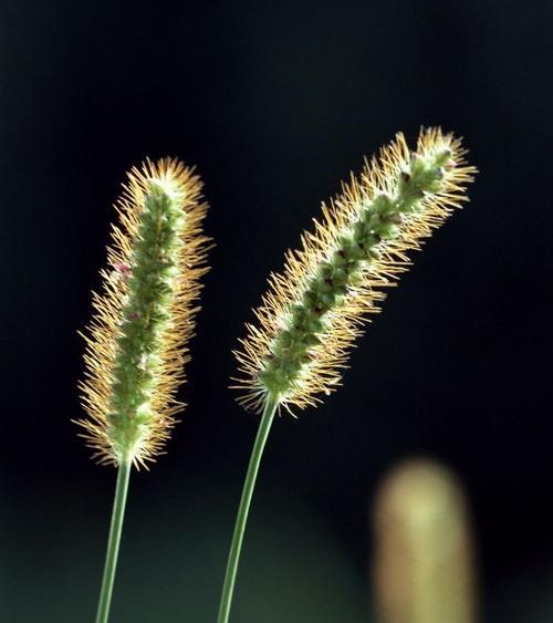 狗尾巴草的花语是什么？它象征着什么含义？