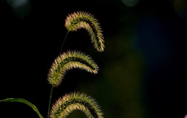 狗尾巴草的花语是什么？它象征着什么含义？