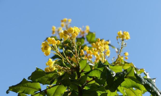 冬青树什么时候开花？如何正确养护以促进花期？