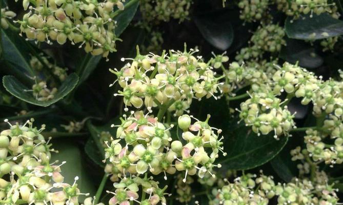 冬青树什么时候开花？如何正确养护以促进花期？