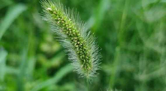 狗尾草的花语是什么？为什么它会成为流行的园艺选择？