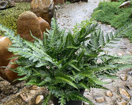 冬青喜阴还是喜阳？如何正确养护冬青植物？