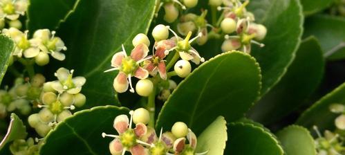 冬青种子发芽需要多长时间？如何提高发芽率？