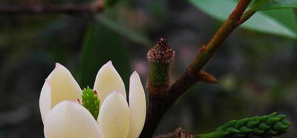 含笑花的花语是什么？了解含笑花的寓意和象征意义？