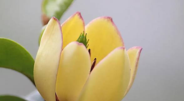 含笑花的花语是什么？了解含笑花的寓意和象征意义？
