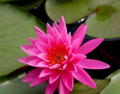 荷花象征意义是什么？荷花在文化中代表了哪些美好寓意？