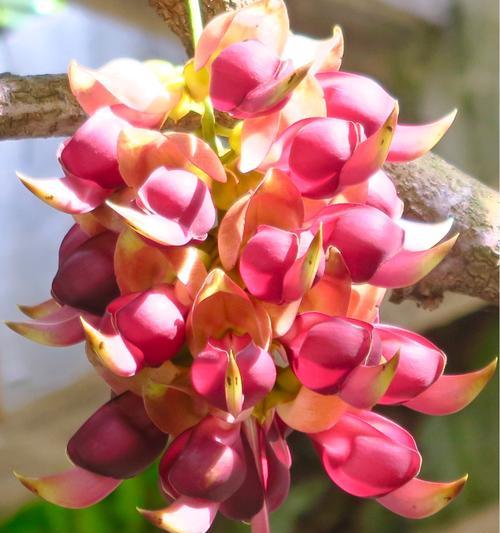禾雀花的花语是什么？如何正确解读禾雀花的象征意义？