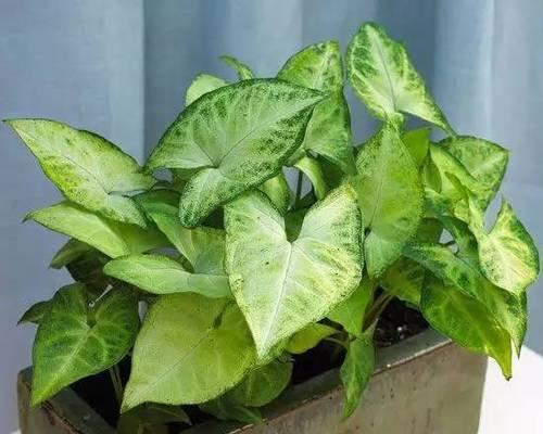 合果芋的花语是什么？如何养护合果芋才能花开不断？