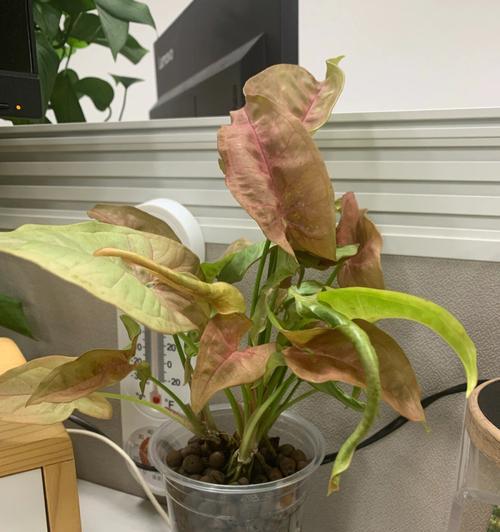 合果芋的花语是什么？如何养护合果芋才能花开不断？