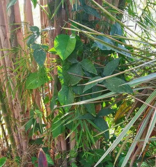 合果芋的花语是什么？如何养护合果芋才能花开不断？