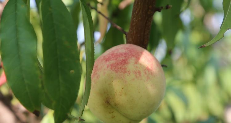 冬桃结果开花时间是什么时候？如何正确管理以促进开花？