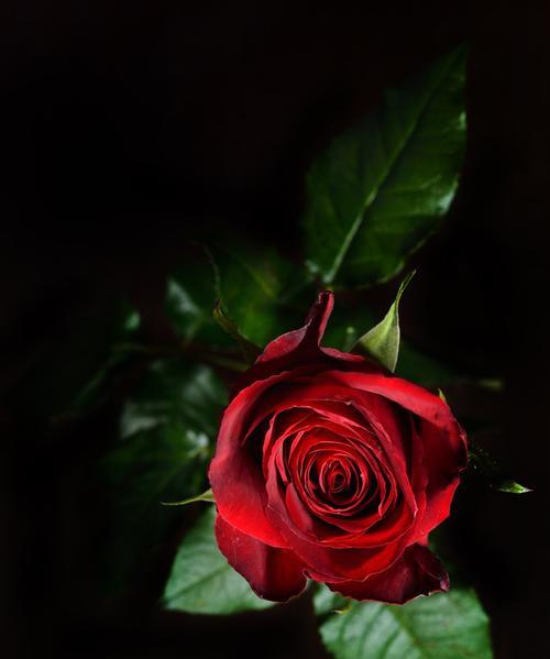 黑色玫瑰代表什么含义？花语背后的秘密是什么？