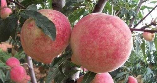 冬桃种植条件是什么？哪些地区气温适合种植冬桃？