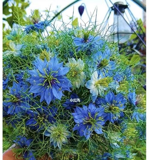 黑种草的花语是什么？了解其独特含义和象征意义？