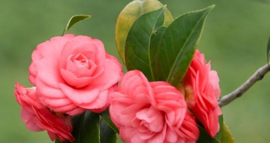 冬天不落叶的花卉有哪些？如何在冬季保持花卉常绿？