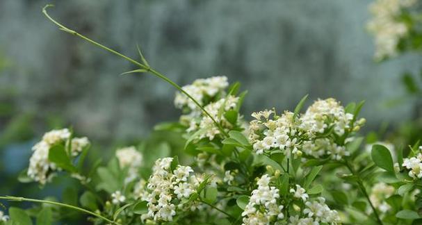 冬天不落叶的花卉有哪些？如何在冬季保持花卉常绿？