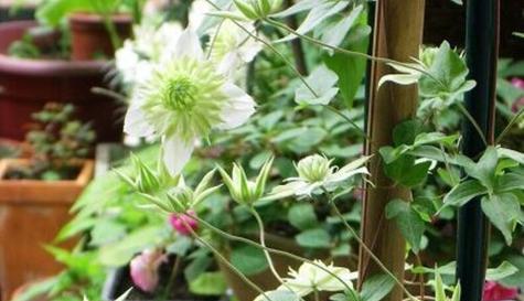 冬天不落叶的花卉有哪些？如何在冬季保持花卉常绿？