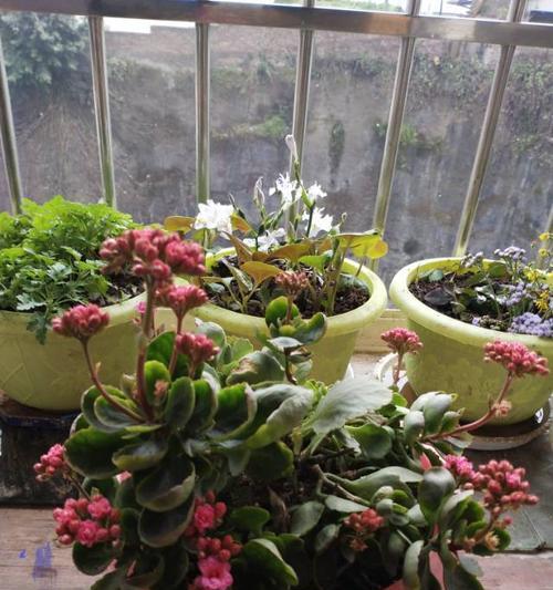 冬天不怕冷的植物有哪些？如何在寒冷季节保持它们的生长？