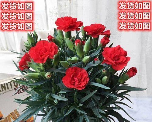 冬天不怕冷的植物有哪些？如何在寒冷季节保持它们的生长？